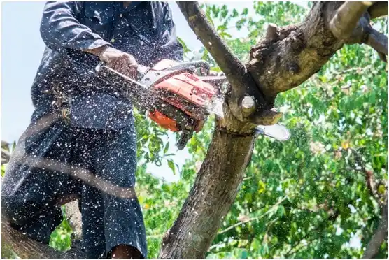 tree services Iron Ridge